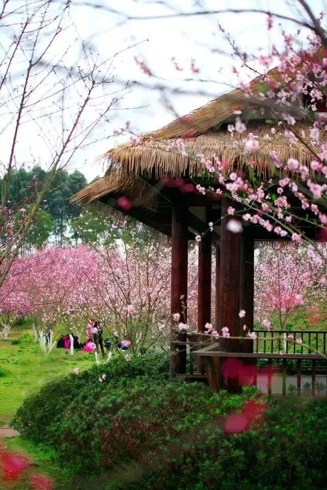 瑞雪兆丰年！都江堰迎来2024年首场降雪